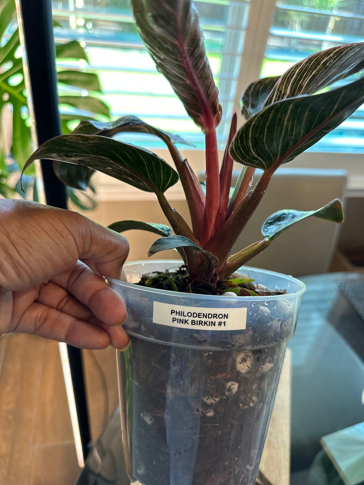 Philodendron Pink Birkin #1 - 6 inch