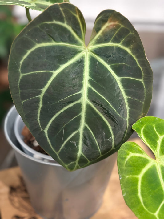 Anthurium Doc Block Brielle X Zara x Besseae Aff Dark Form