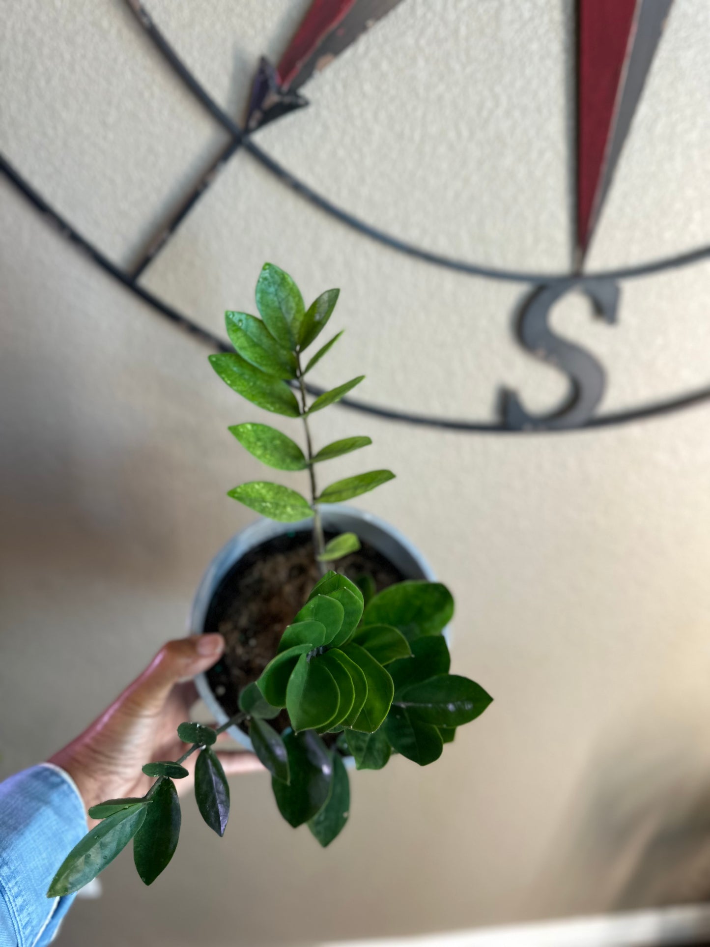 Chameleon ZZ plant - 6 inch