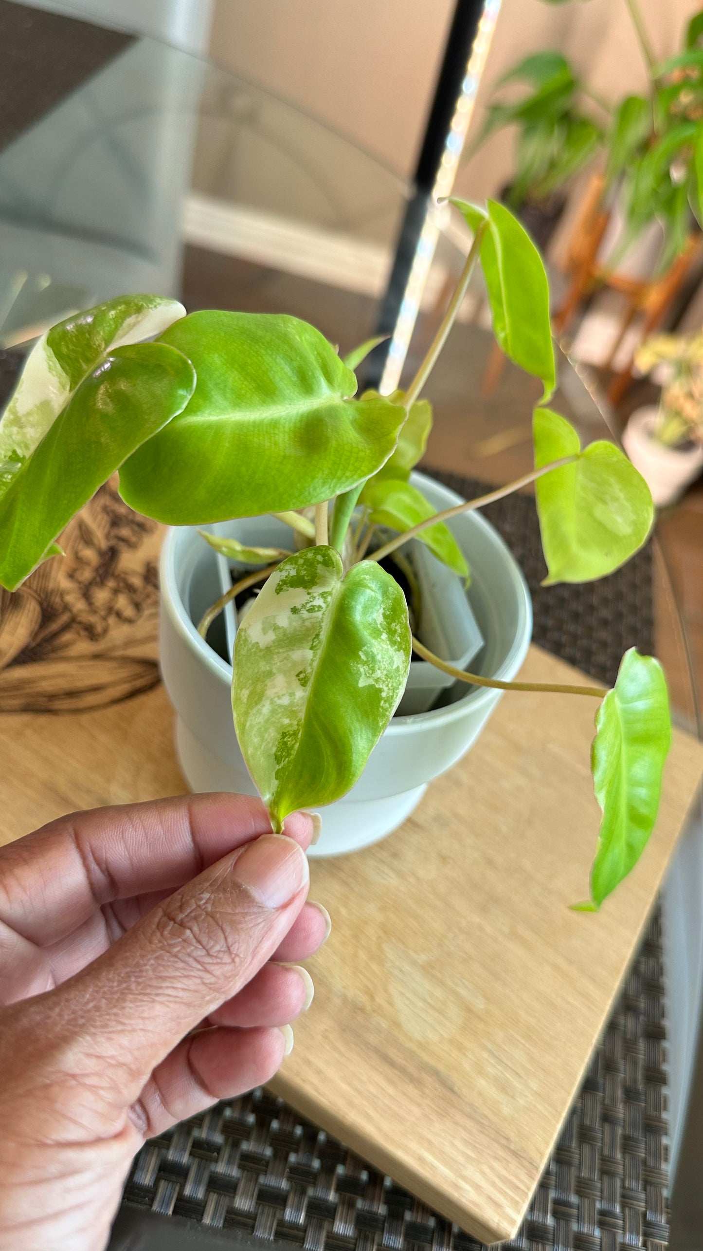 Philodendron Burle Marx Variegated