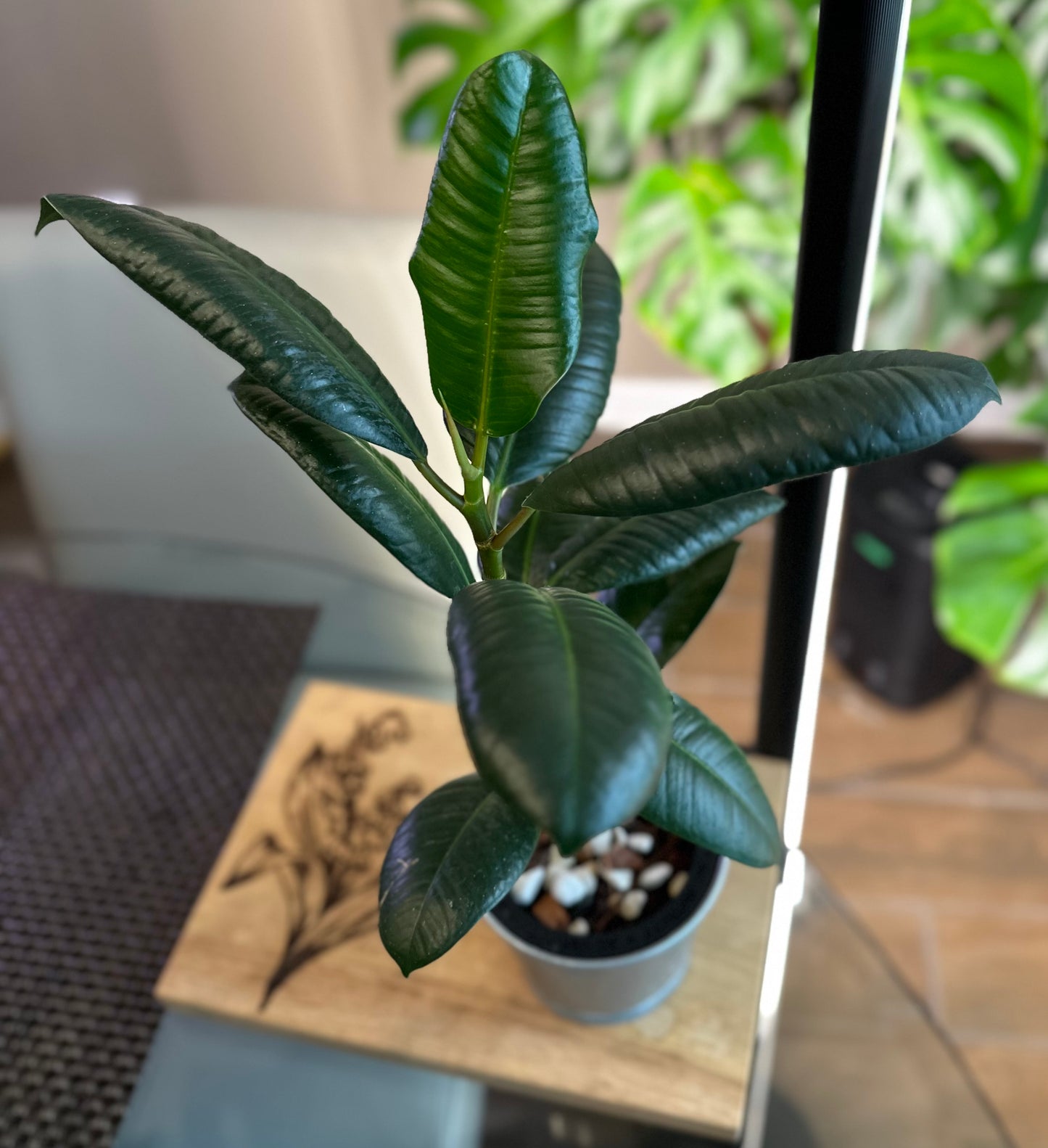 Ficus Elastica (green)