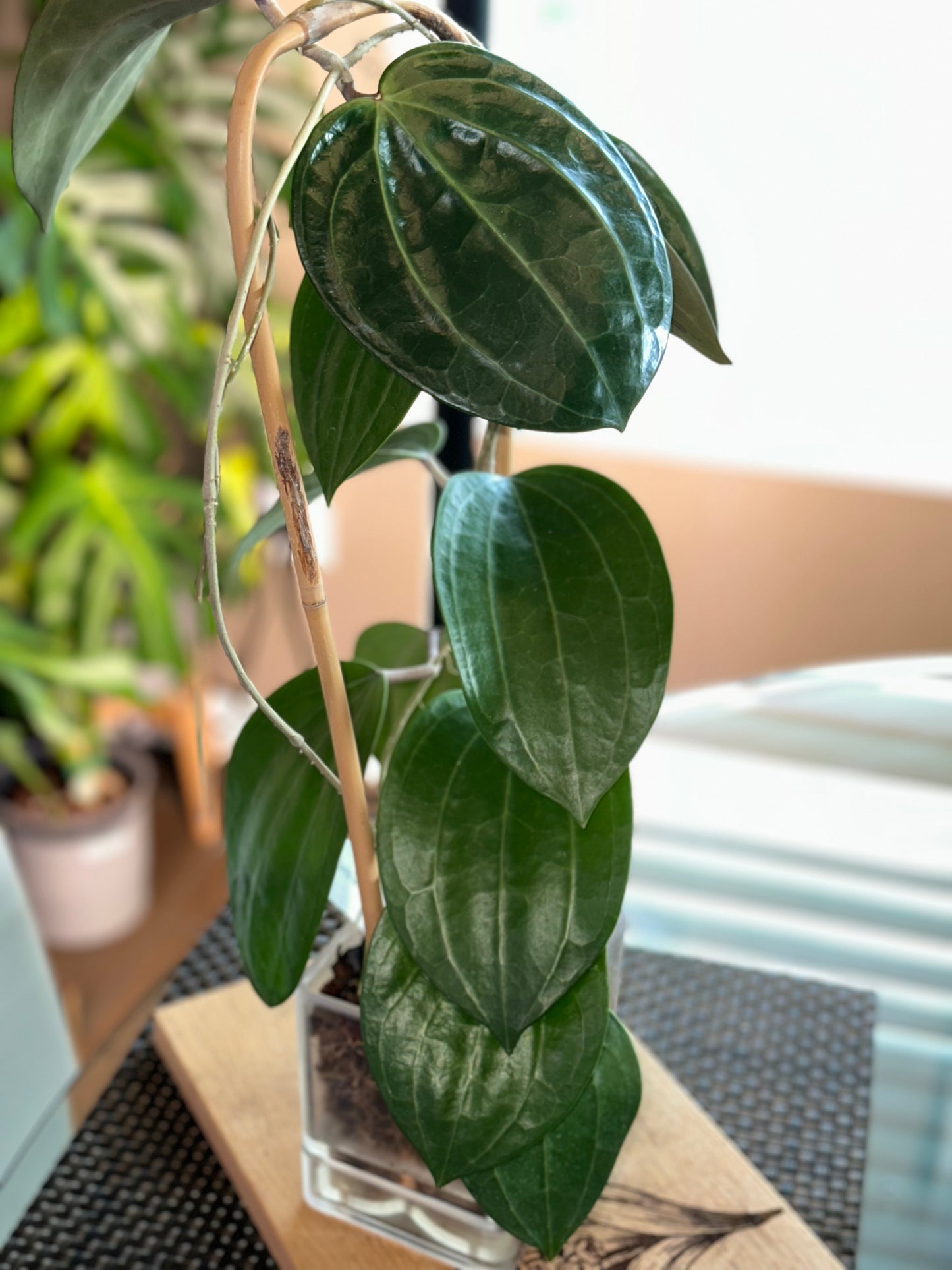 Hoya Latifolia Dinner Plate XL