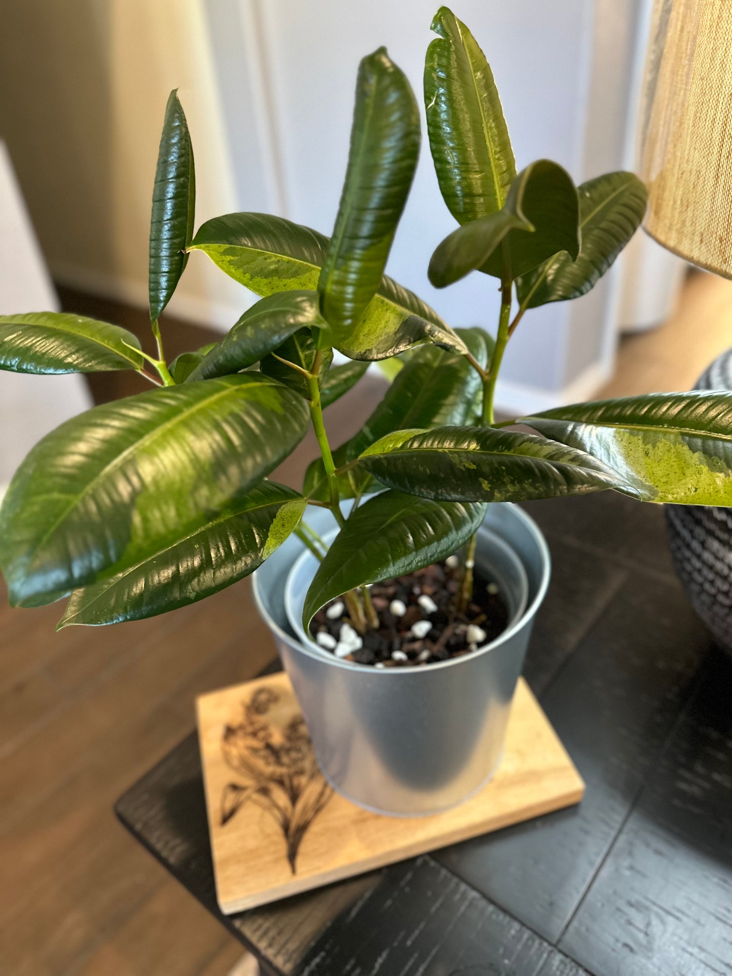 Ficus Shivereana Mutated