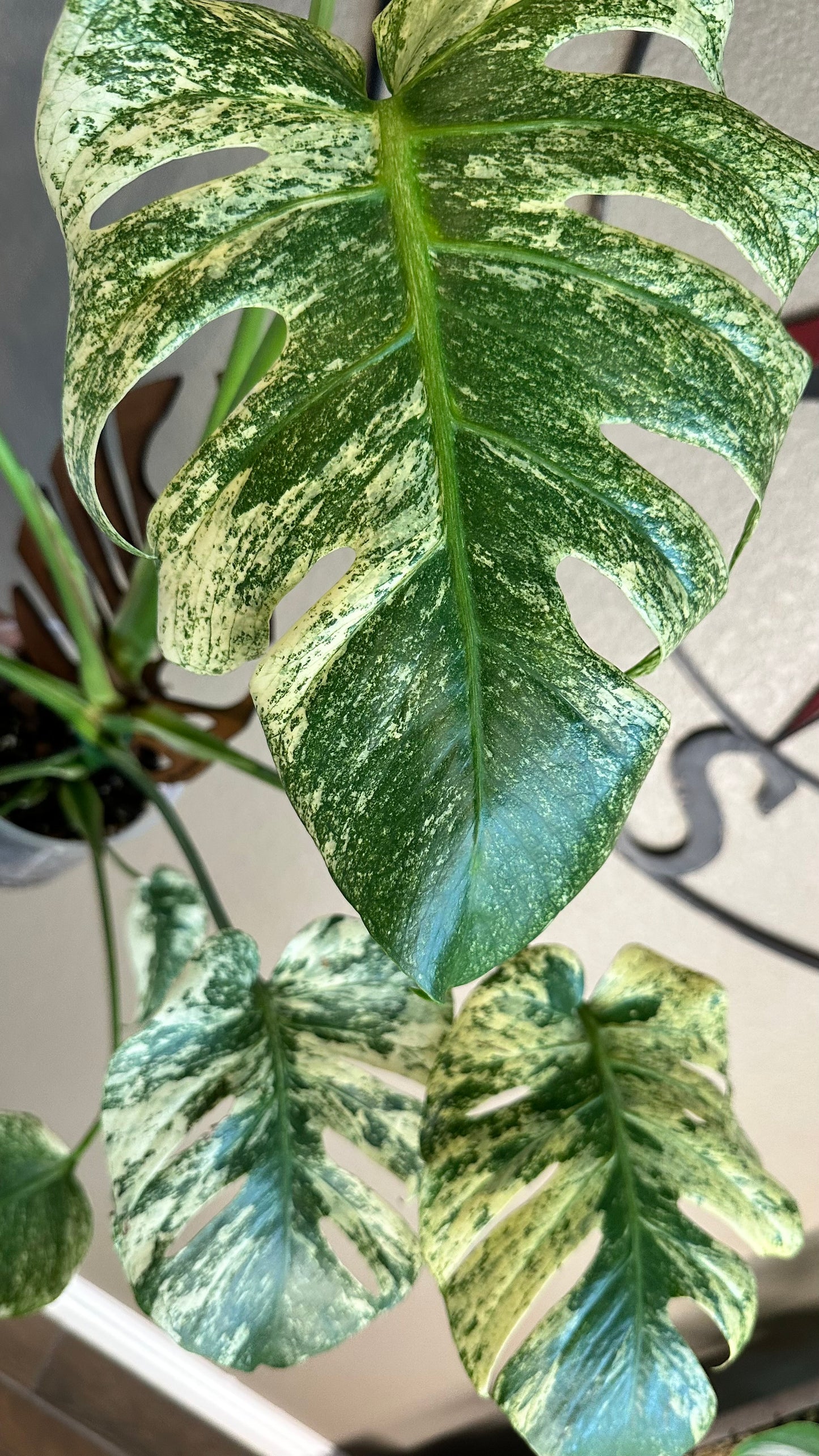 Monstera Mint - B