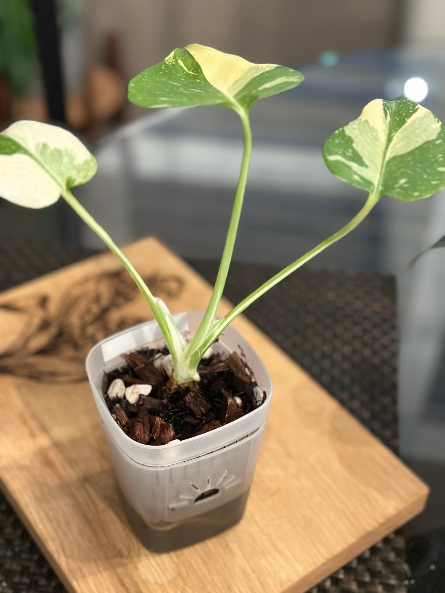 Monstera Creme Brulee - A