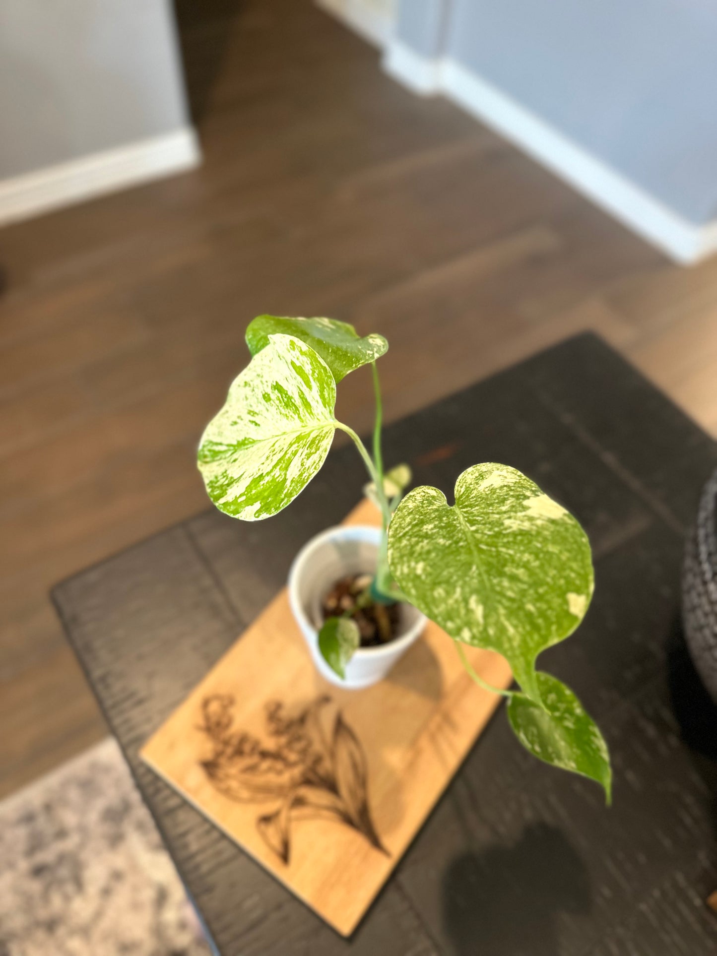 Monstera Mint #1