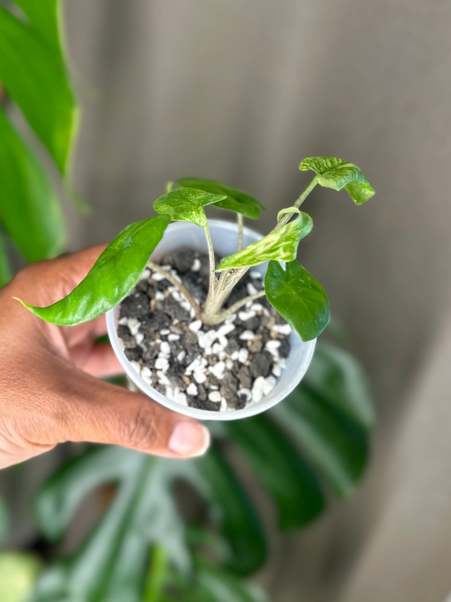 Alocasia Corazon Albo - #4