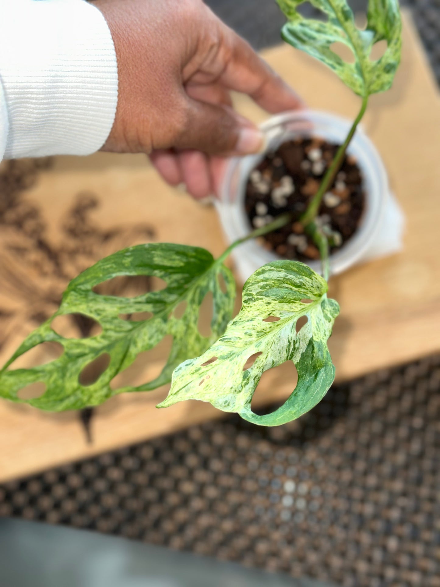 Monstera Adasonii Mottled -A