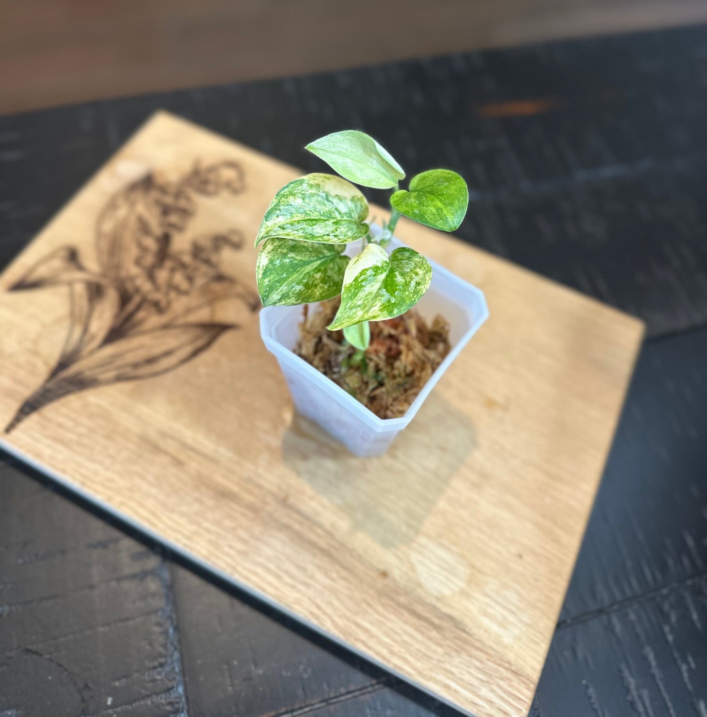 Scindapsis Mayari Albo