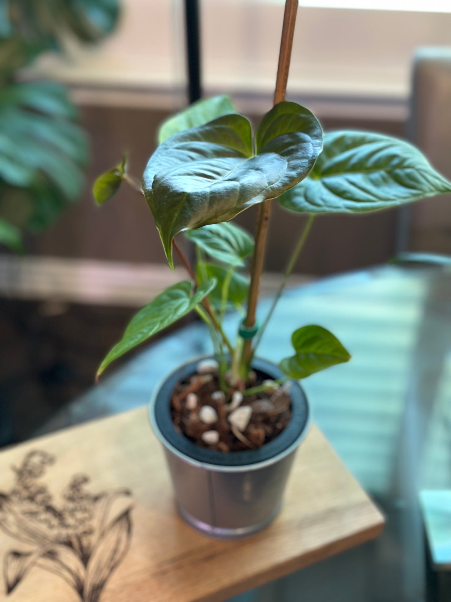 Anthurium Moodeanum x Veitchii 4 inch