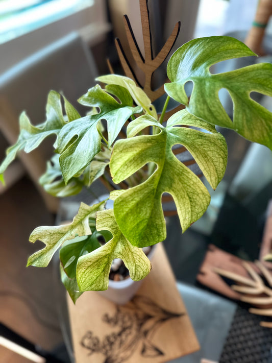 Rhaphidophora Tetrasperma White Monster