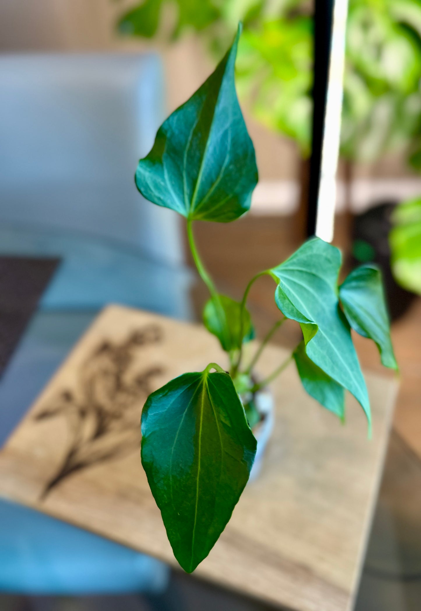 Anthurium Delta Force
