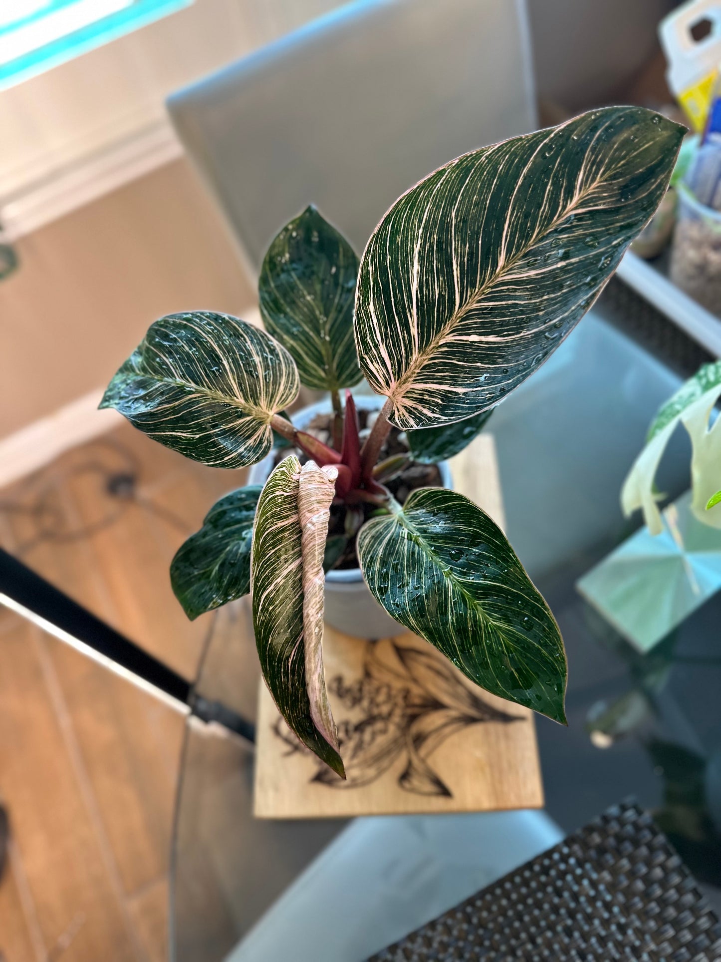 Philodendron Pink Birkin #1 - 6 inch