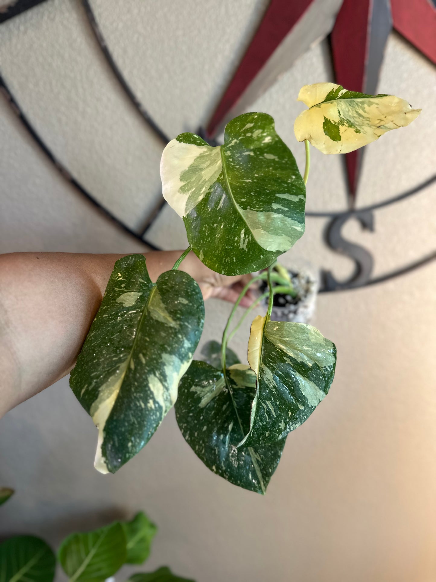 Monstera Thai Constellation - high variegation - B