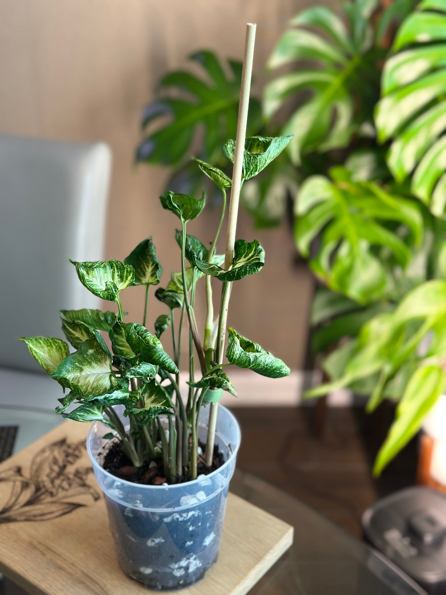 Syngonium Godzilla 6 inch