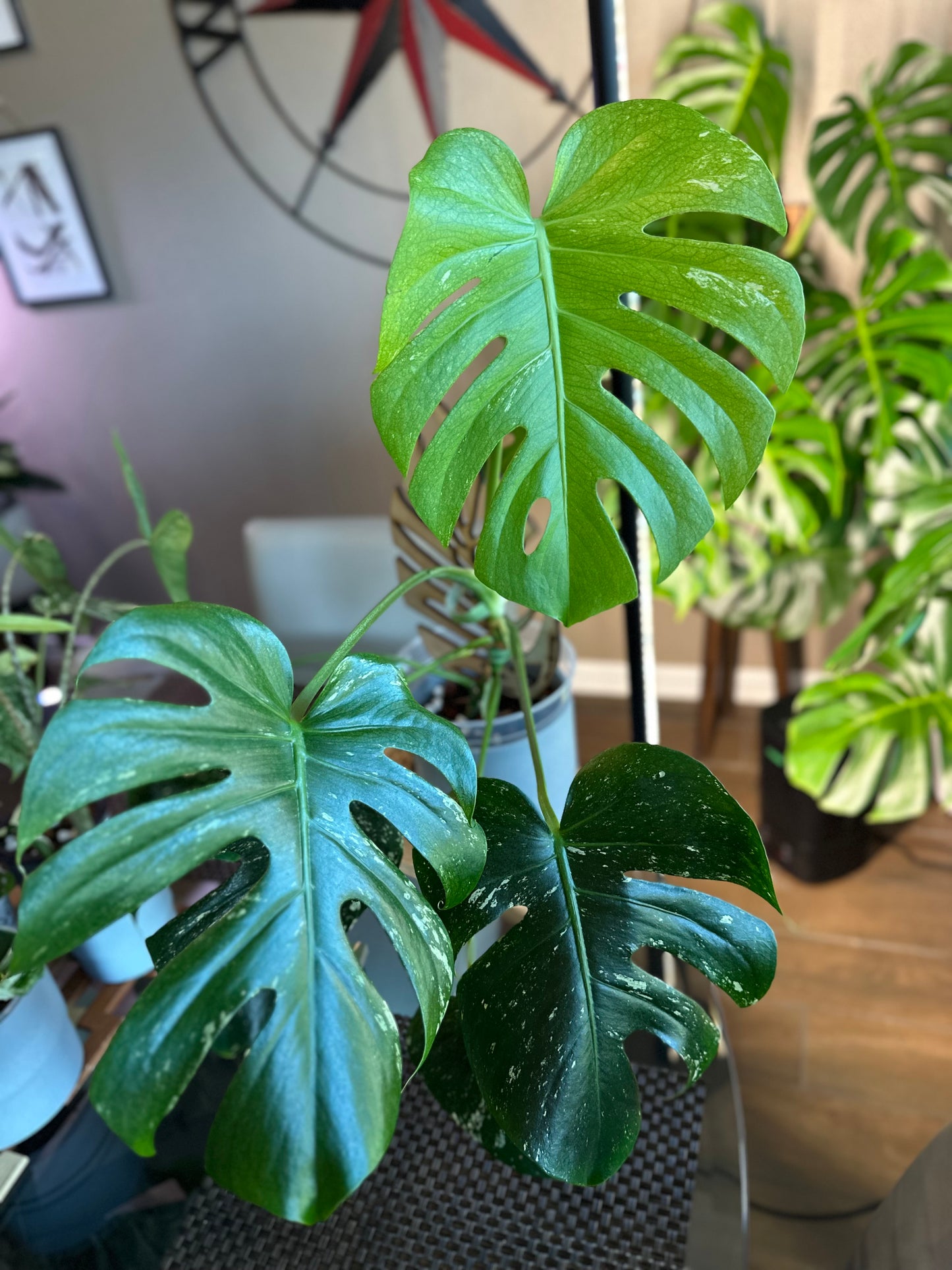 Monstera Mint Top Cutting