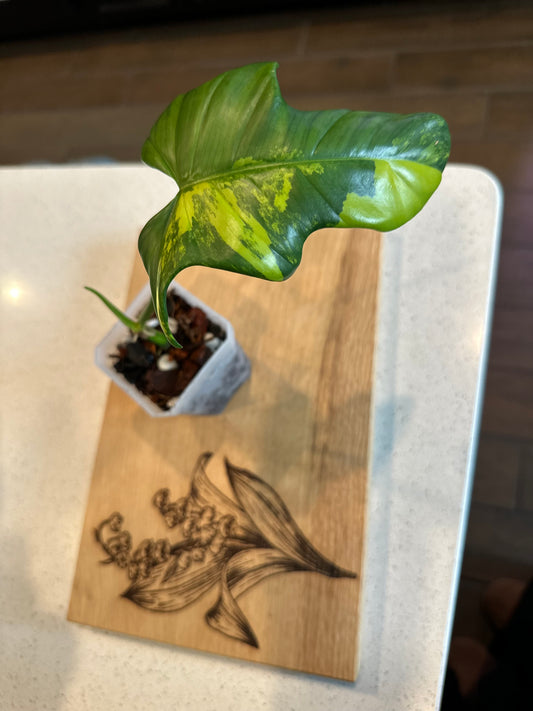 Philodendron Variegated Bipennifolium