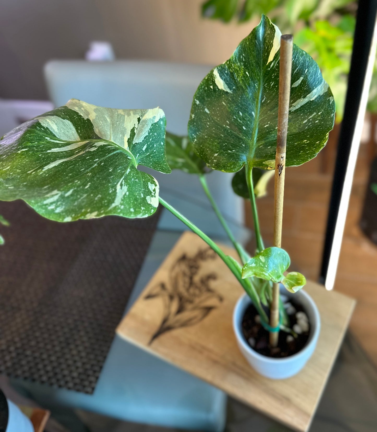 Monstera Thai Constellation Tricolor Mutant