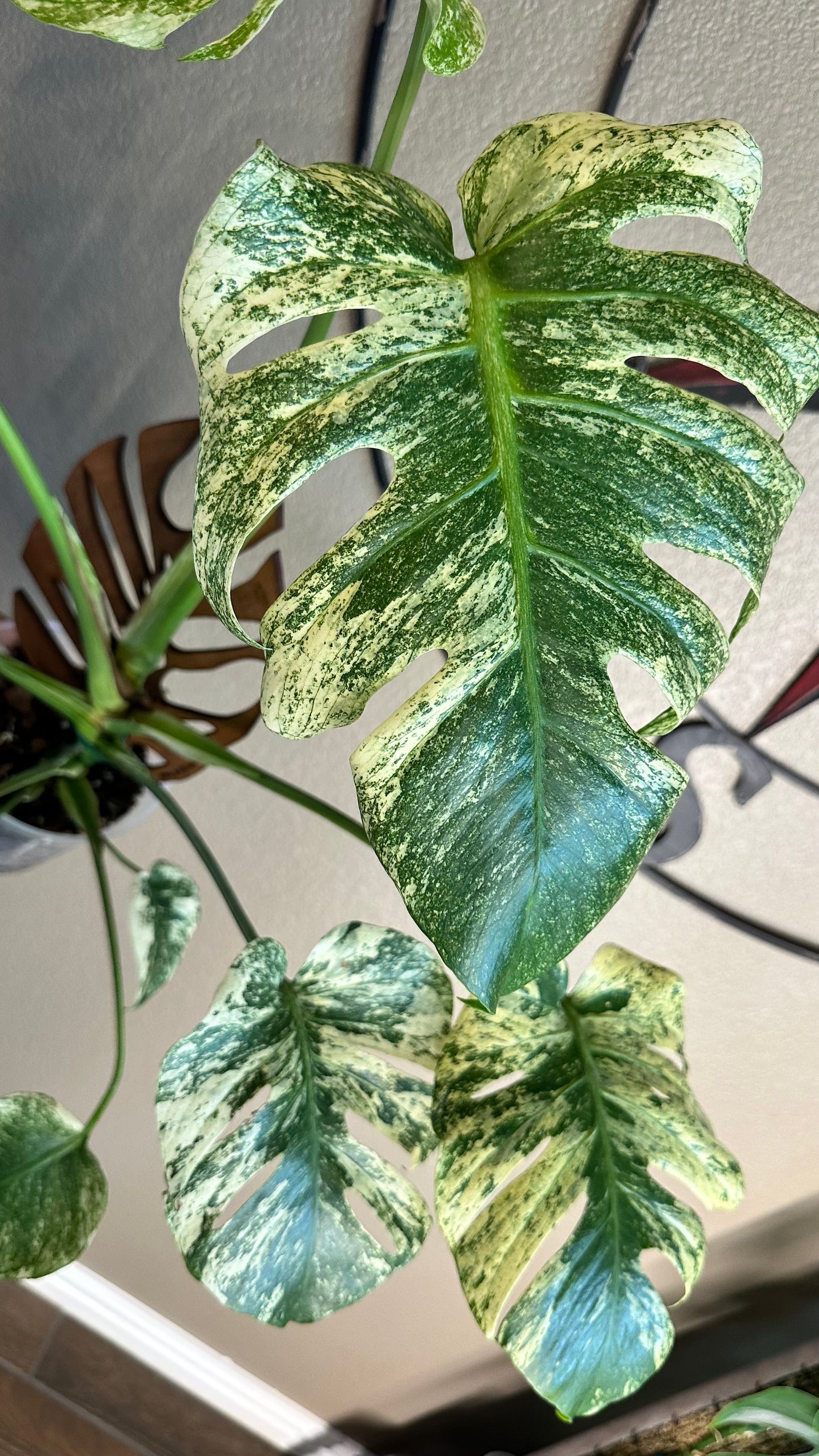 Monstera Mint - B