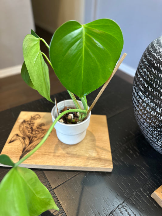 Monstera Sierrana (01) - 4 inches