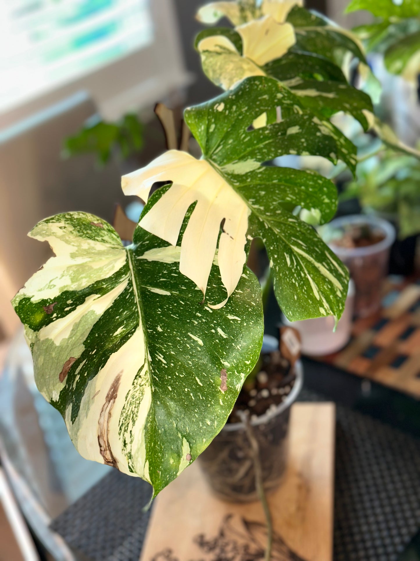 Monstera Thai Constellation - high variegation