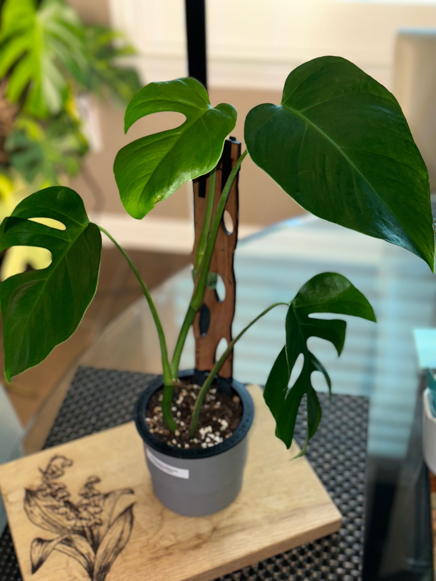 Monstera Sierrana Hawaiian Form