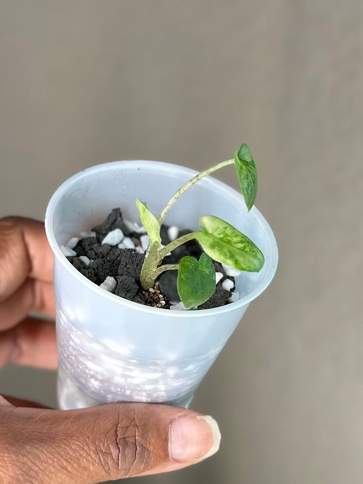 Alocasia Corazon Albo - #5