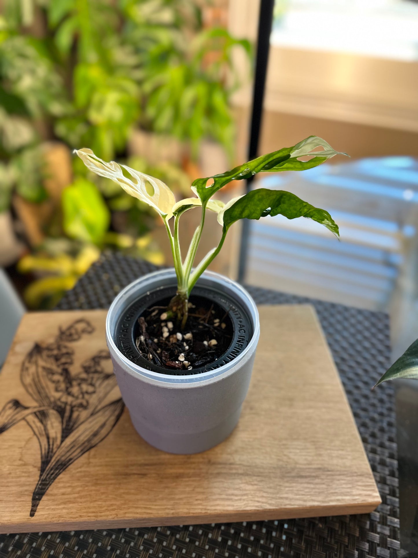 Monstera Adasonii Japanese Tricolor