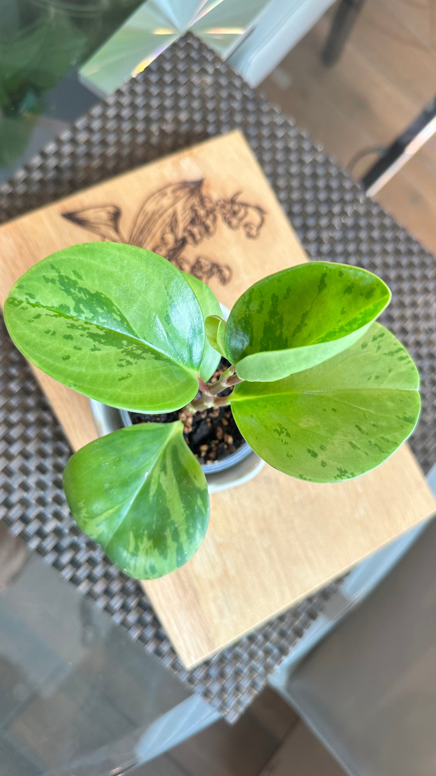 Peperomia Obtusifolia Marble