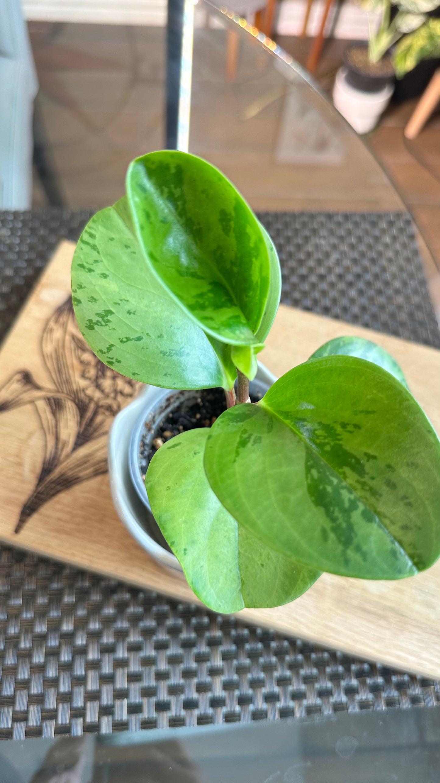 Peperomia Obtusifolia Marble