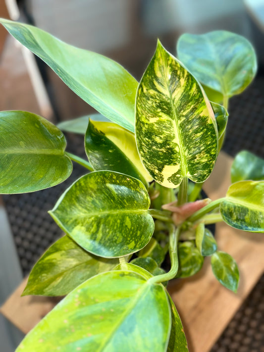 Philodendron Green Congo Nuclear
