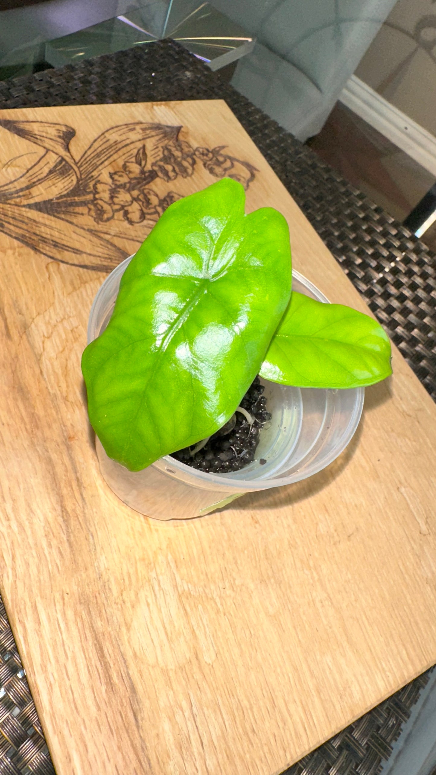 Alocasia Corazon Albo Pup - #3