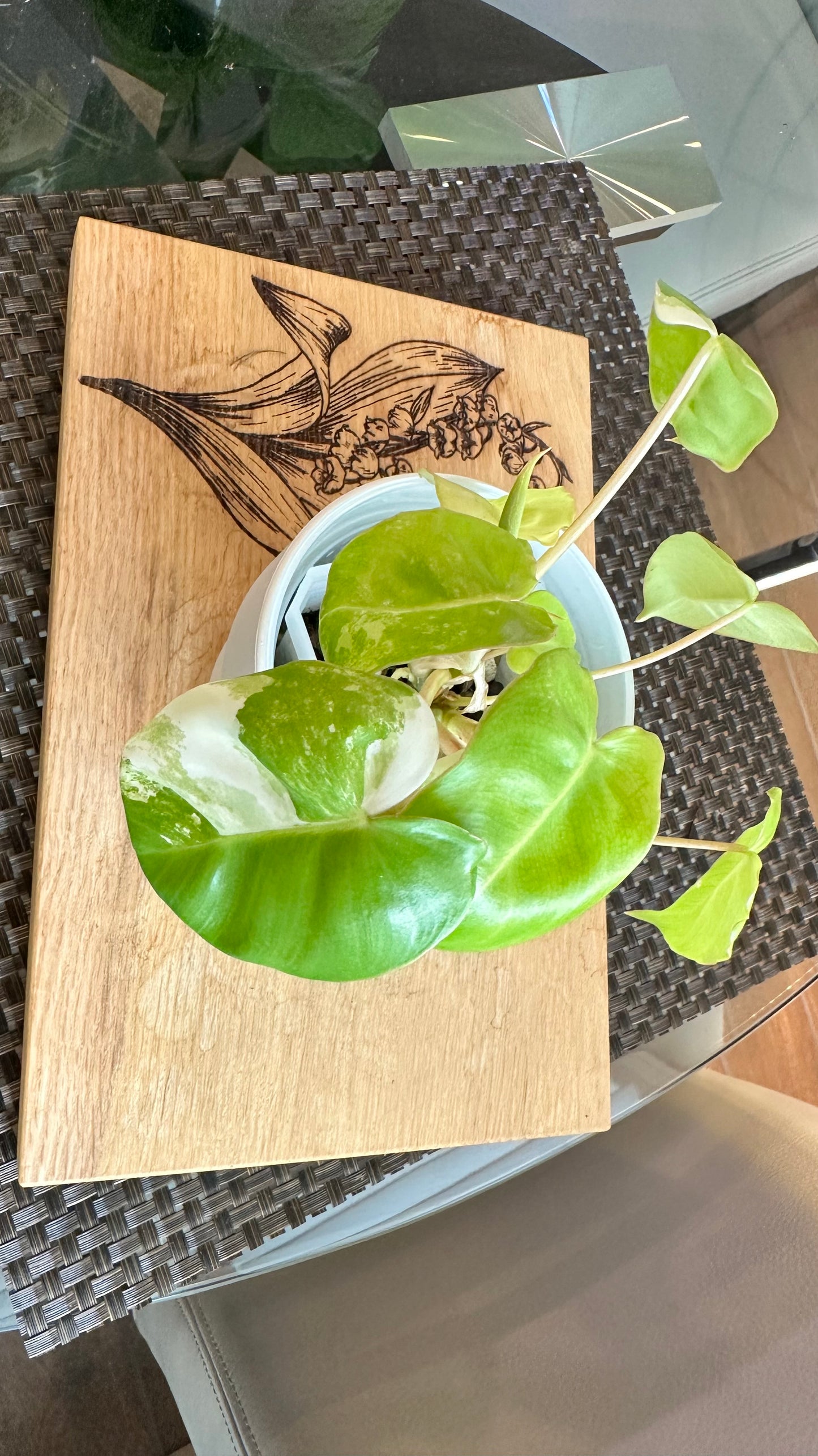 Philodendron Burle Marx Variegated