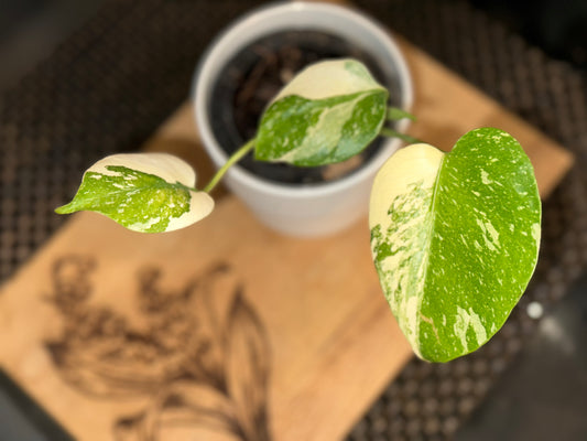 Monstera Creme Brulee - B