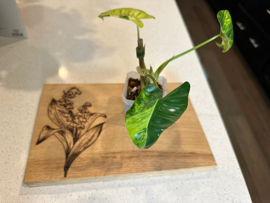 Philodendron Variegated Burle Marx - Growers Choice