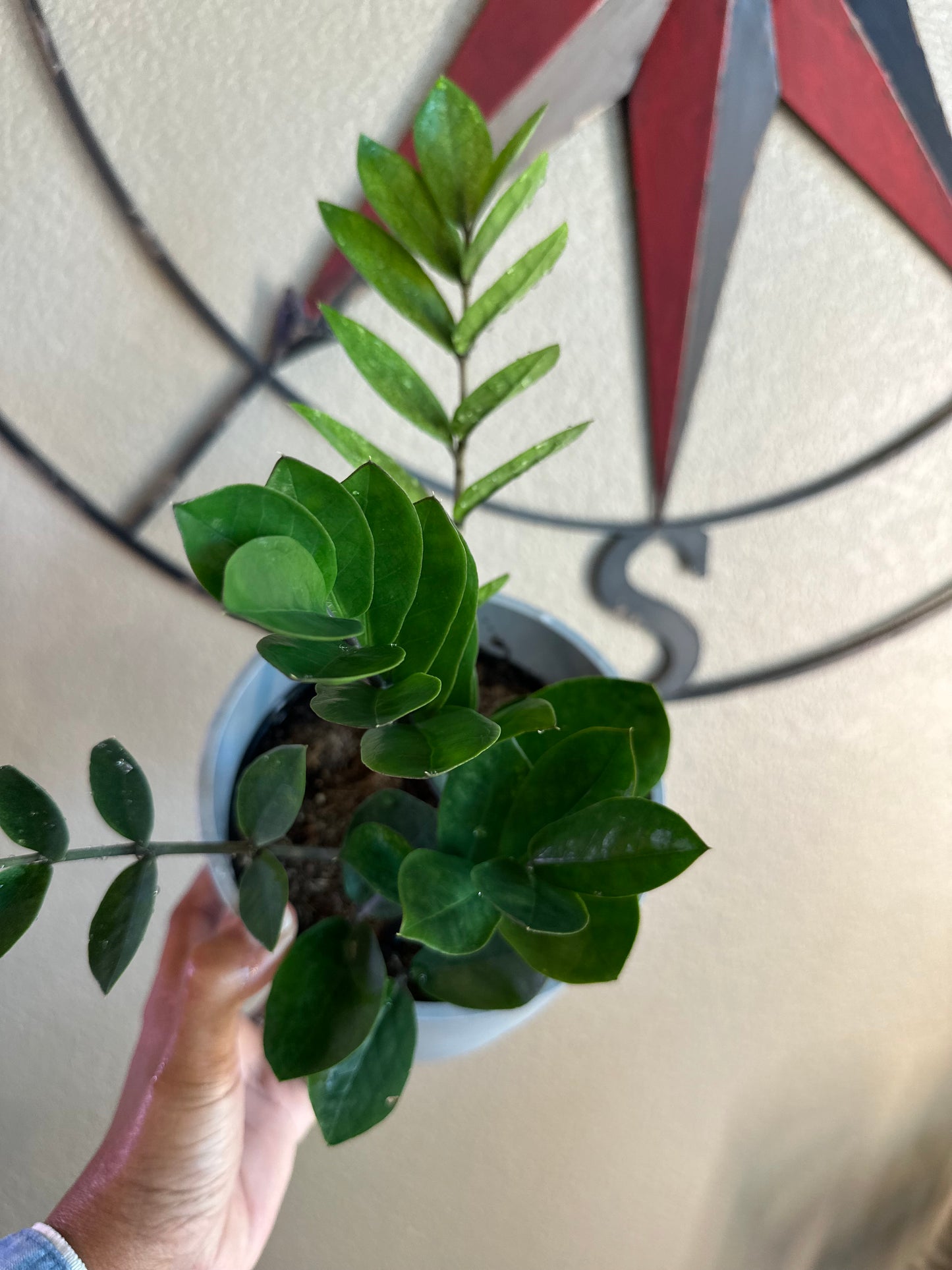 Chameleon ZZ plant - 6 inch