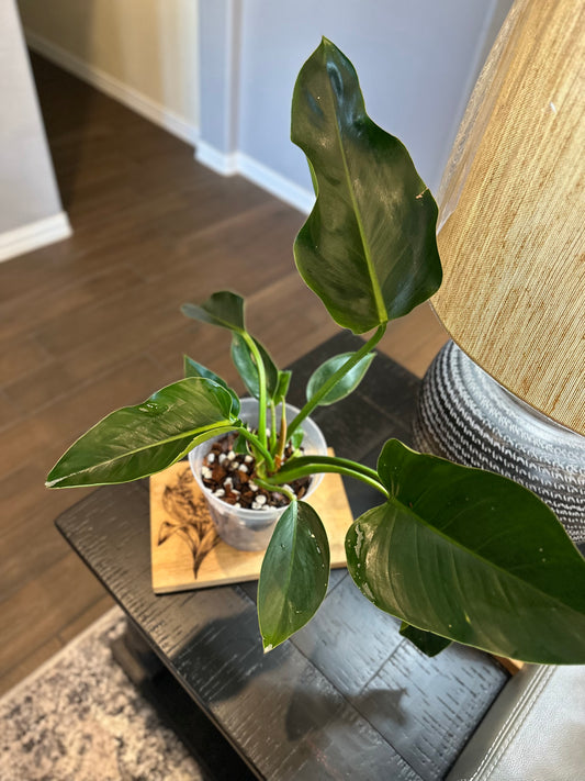 Philodendron Green Congo #1