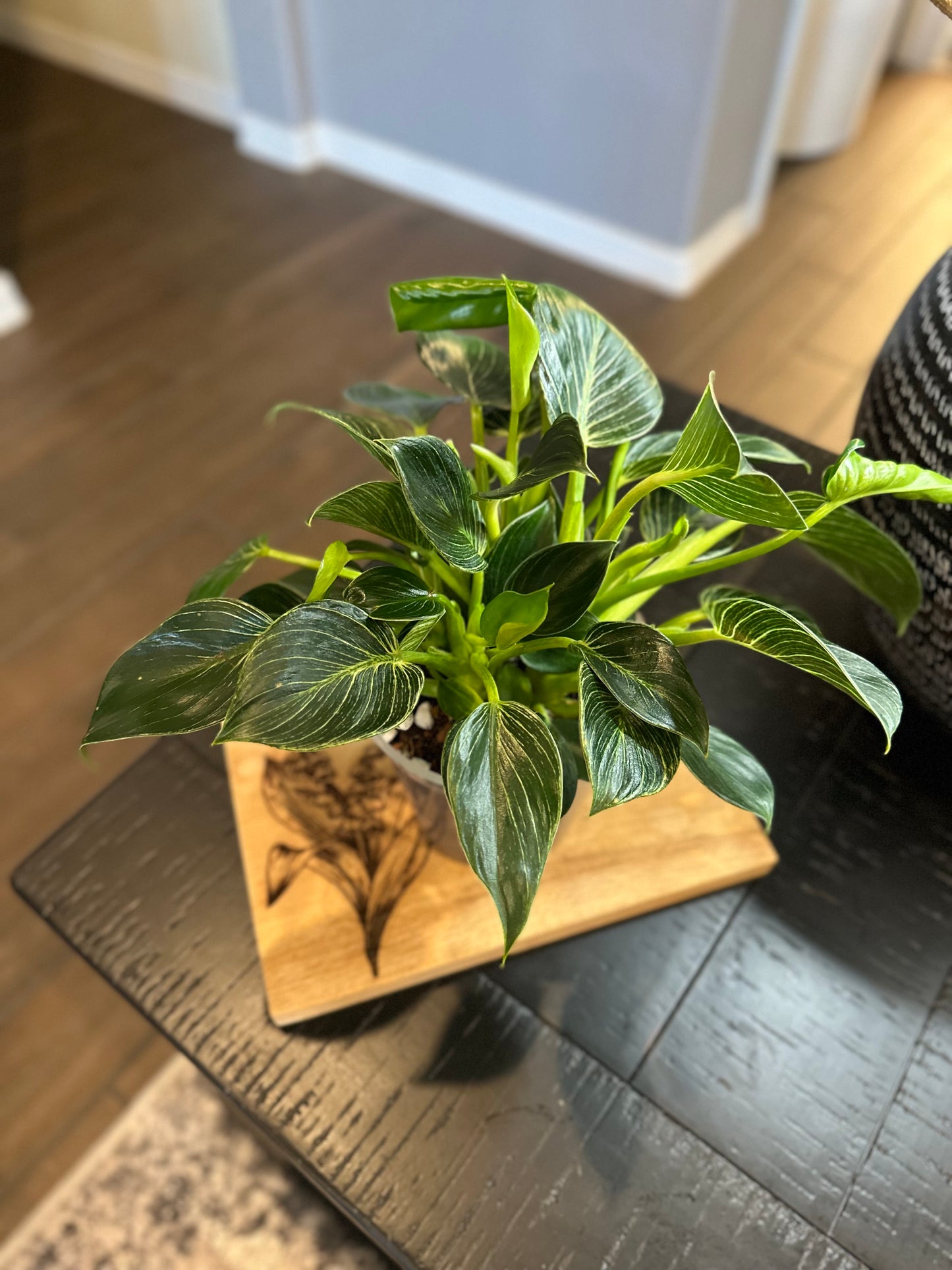 Philodendron Birkin