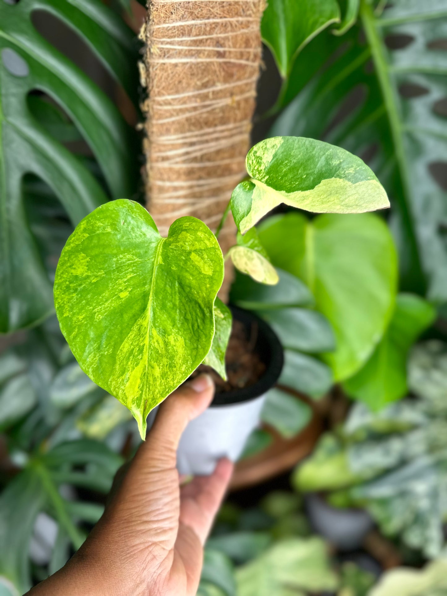 Monstera Yellow Marilyn
