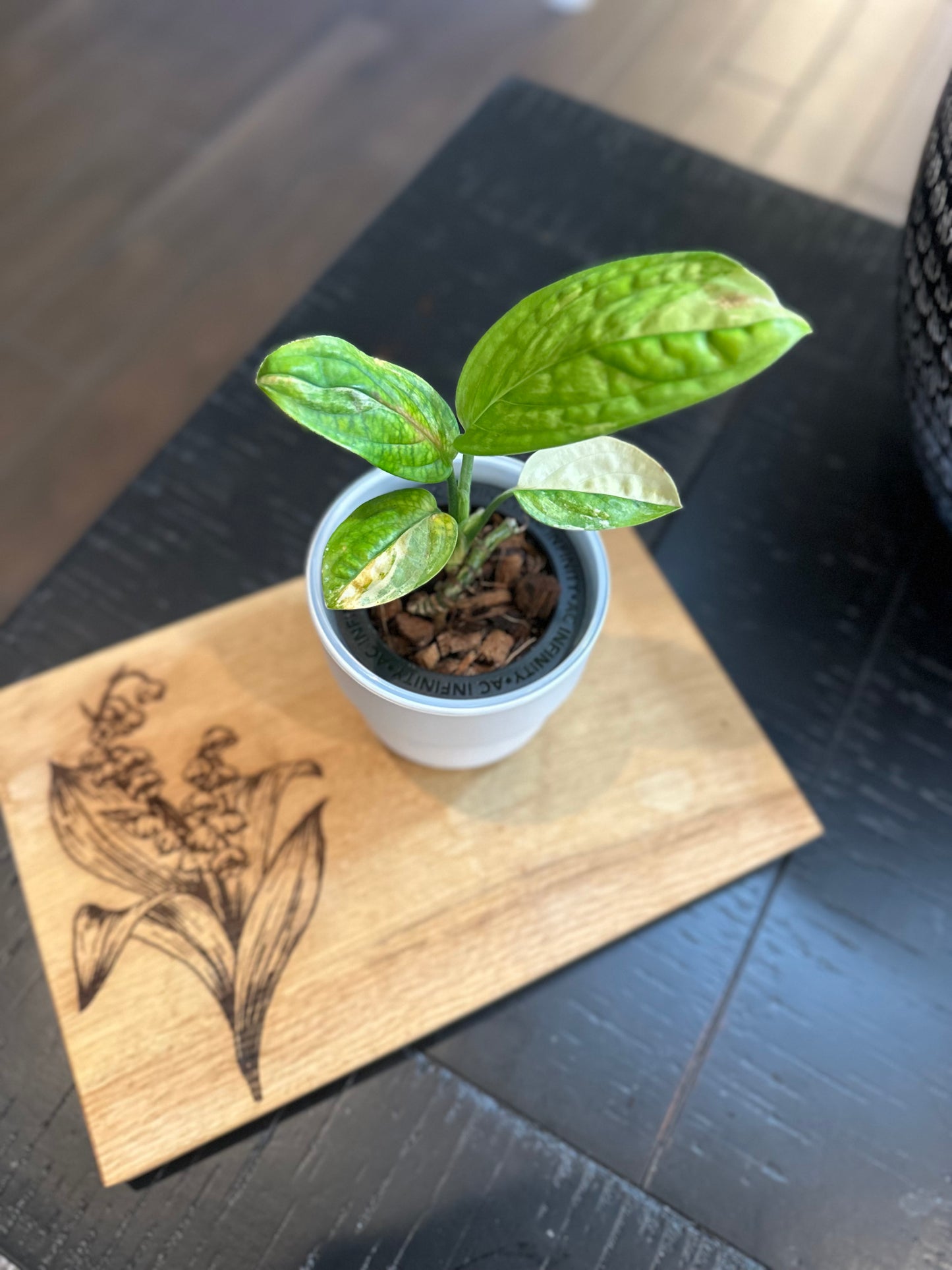 Monstera Peru Variegated