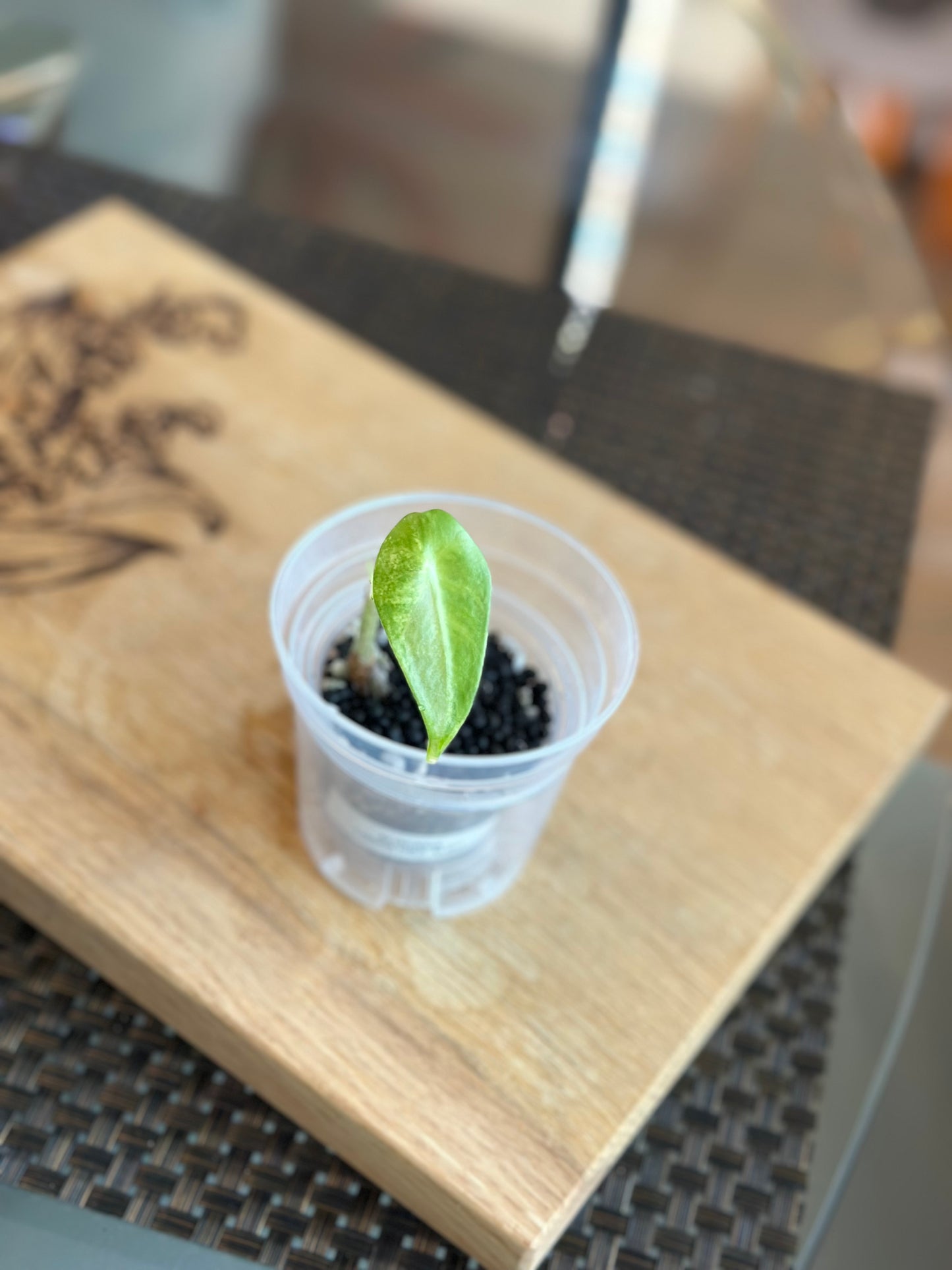 Alocasia Longiloba Albo Pup - #4