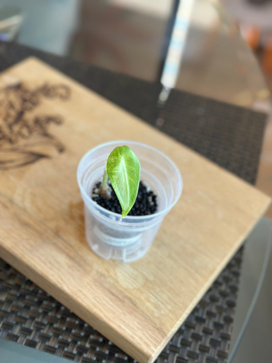 Alocasia Longiloba Albo Pup - #4