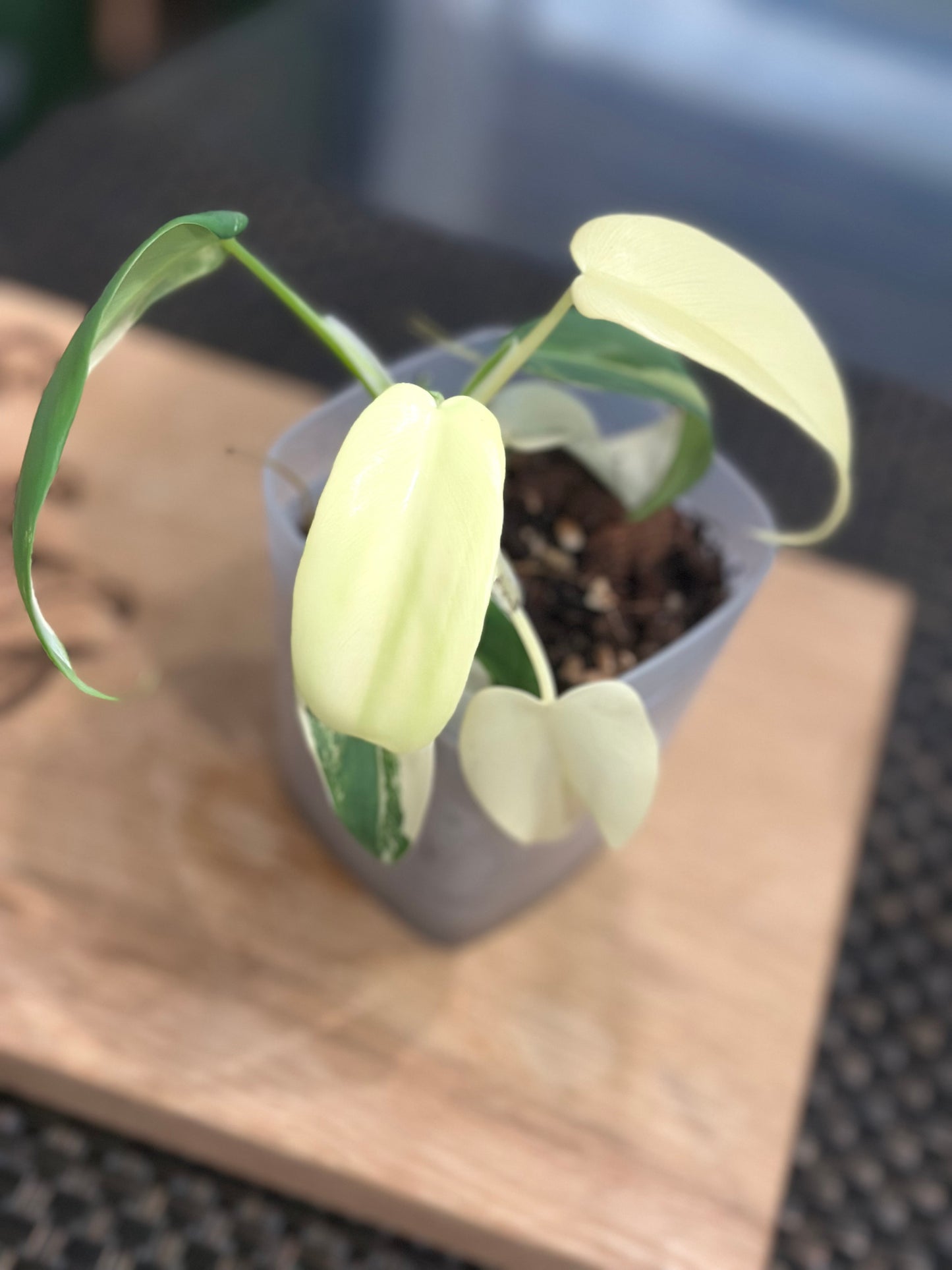 Philodendron Variegated Bipennifolium