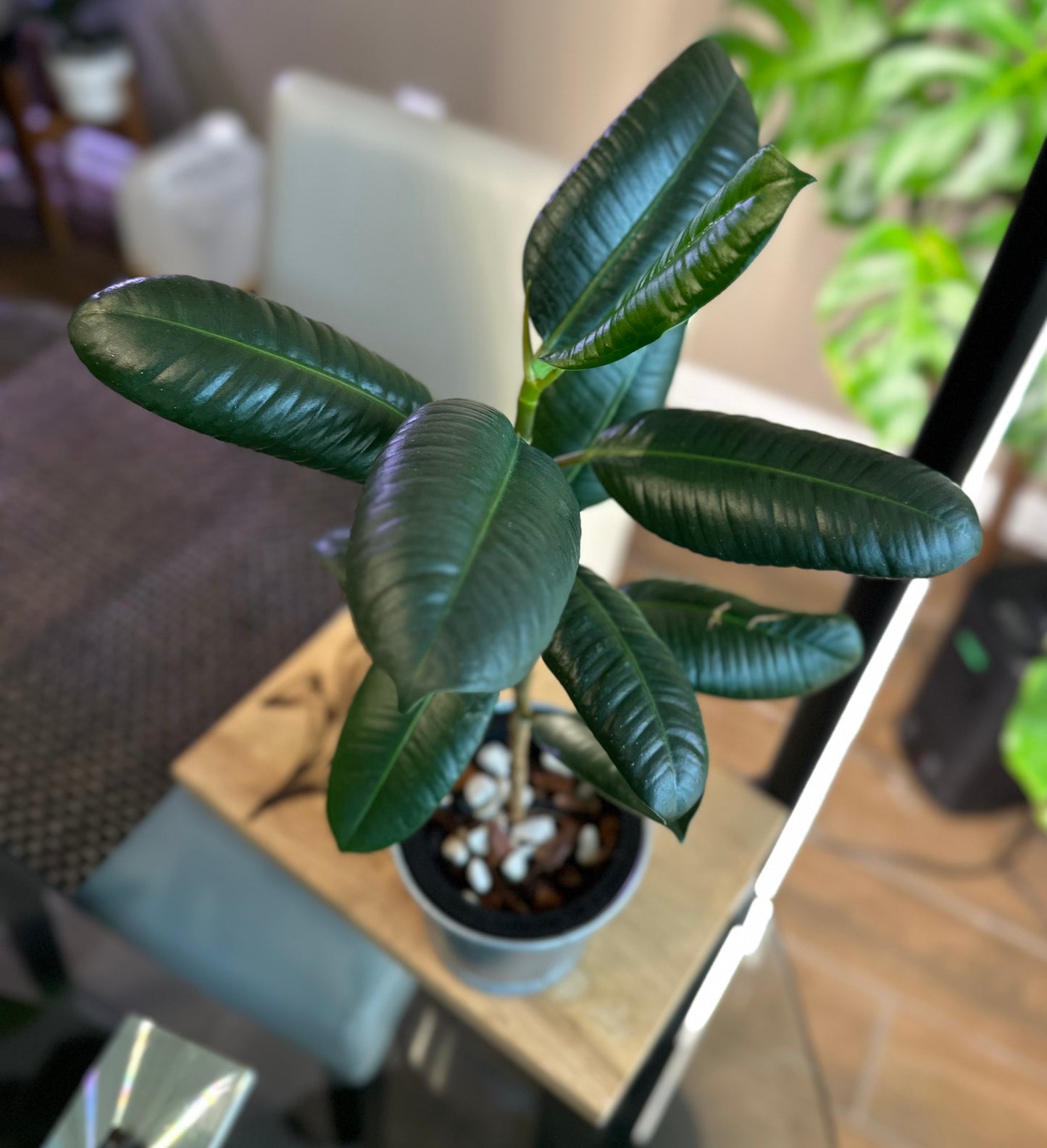Ficus Elastica (green)