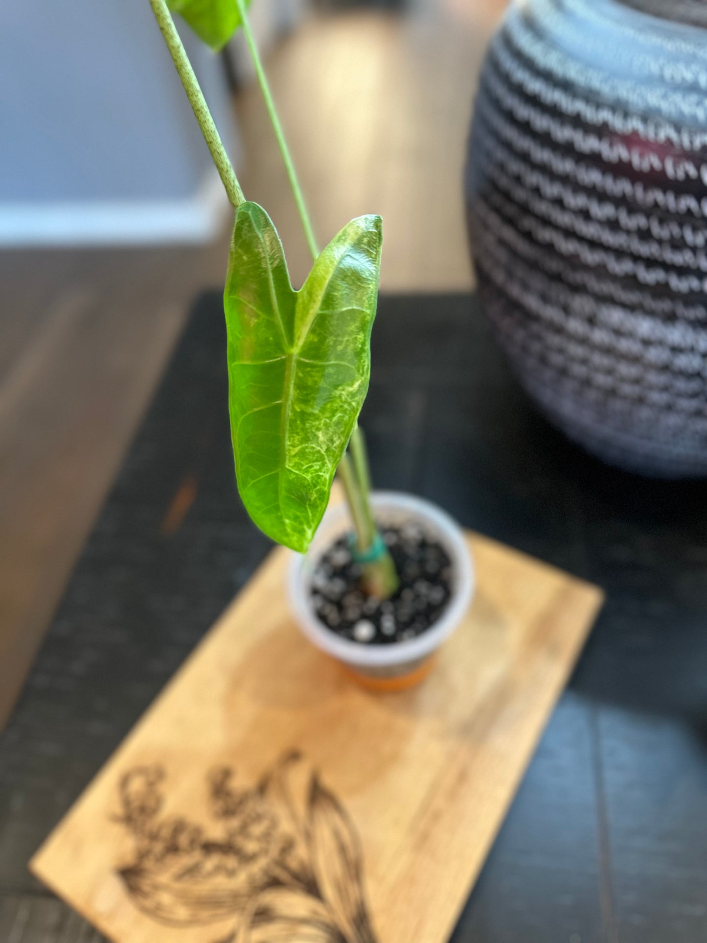 Alocasia Longiloba Albo