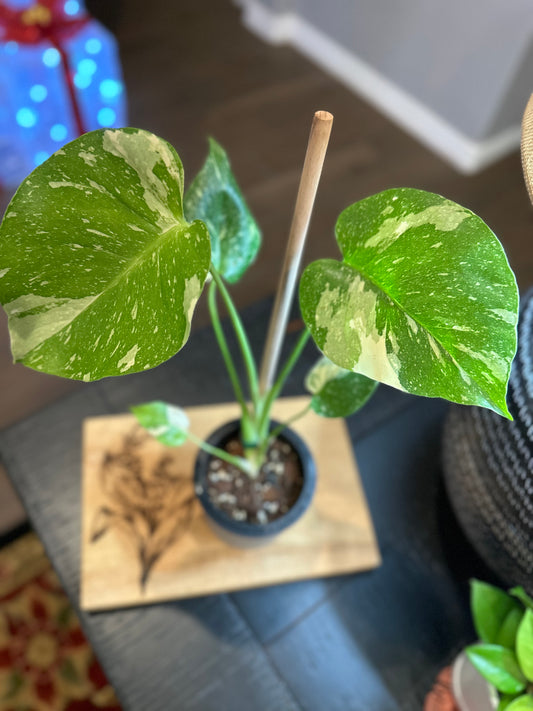 Monstera Crème Brûlée #1