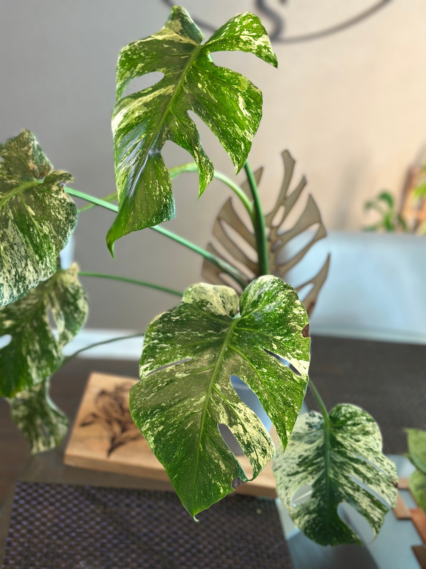 Monstera Mint - A