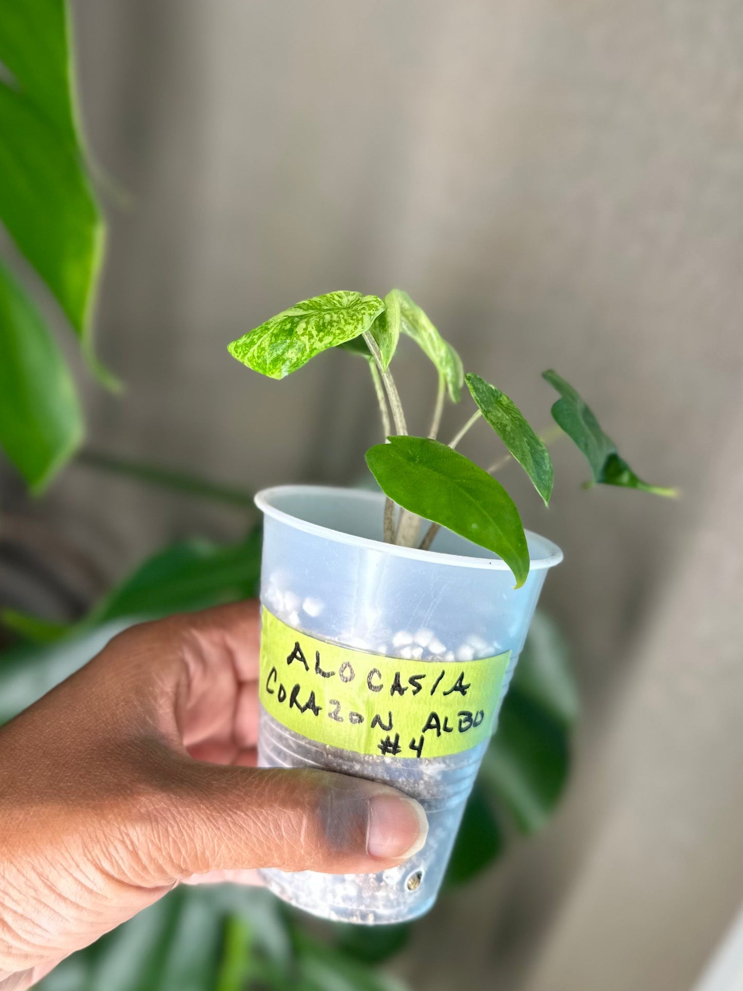 Alocasia Corazon Albo - #4