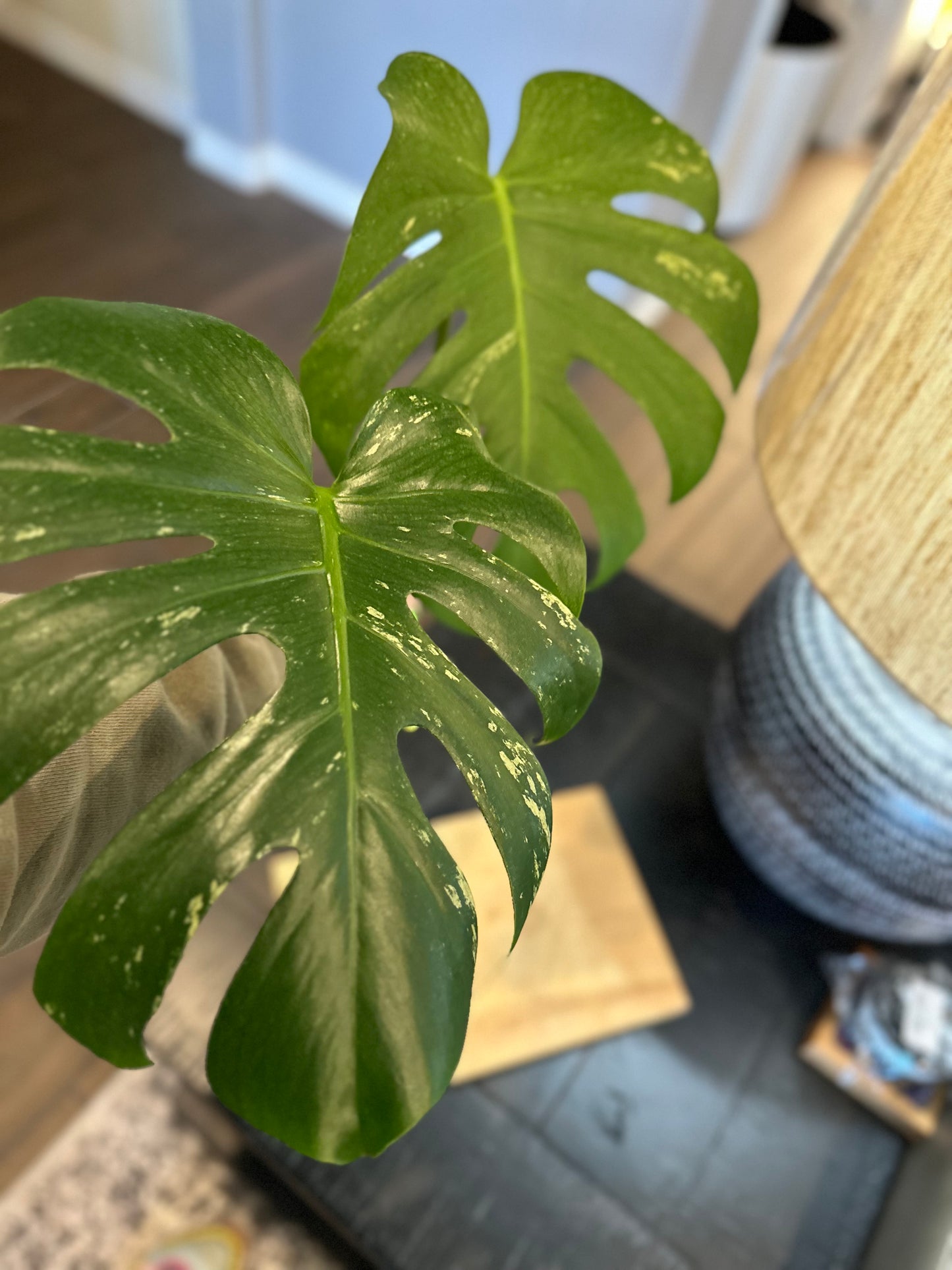Monstera Mint Top Cutting