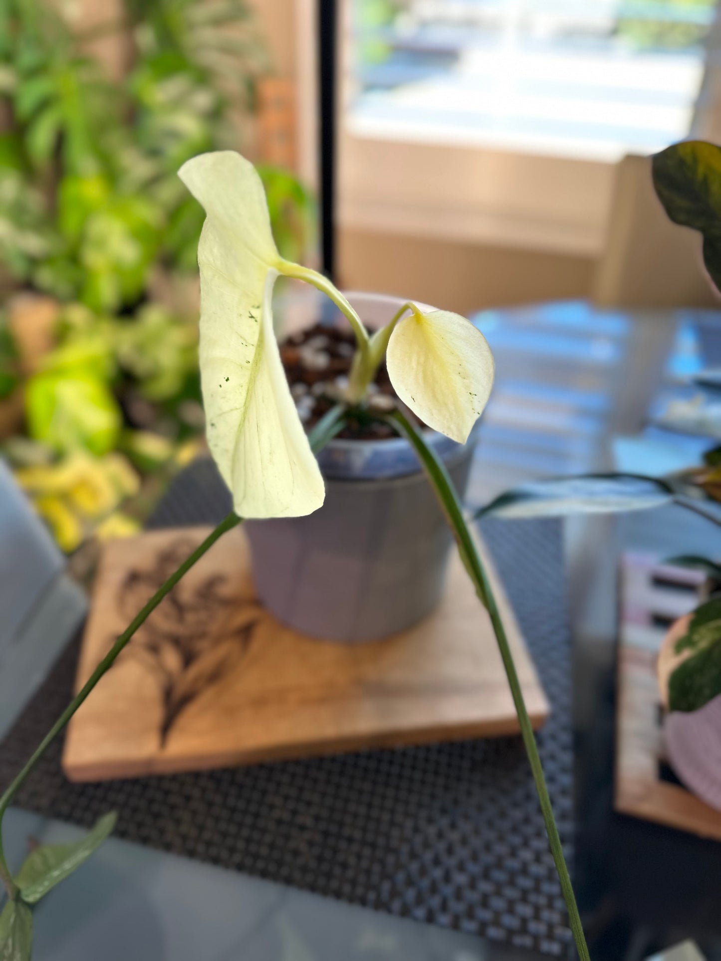 Monstera Mint White Monster - B